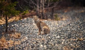 Preview wallpaper lynx, animal, big cat, predator, wildlife