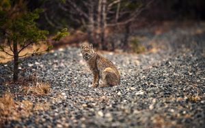 Preview wallpaper lynx, animal, big cat, predator, wildlife