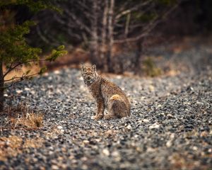 Preview wallpaper lynx, animal, big cat, predator, wildlife