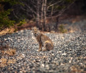 Preview wallpaper lynx, animal, big cat, predator, wildlife