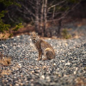 Preview wallpaper lynx, animal, big cat, predator, wildlife
