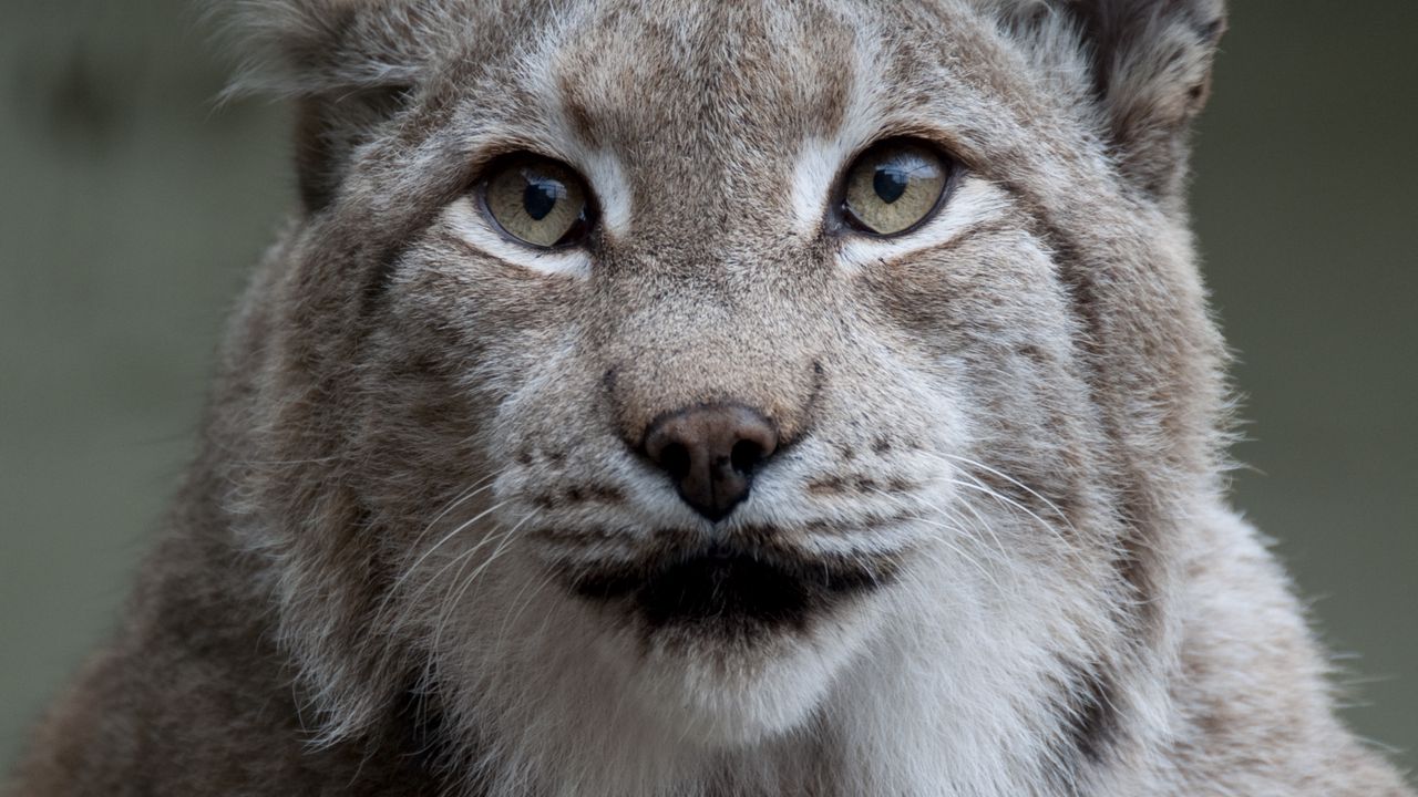 Wallpaper lynx, animal, big cat, predator