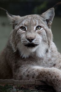 Preview wallpaper lynx, animal, big cat, predator