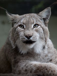 Preview wallpaper lynx, animal, big cat, predator