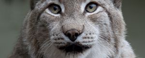 Preview wallpaper lynx, animal, big cat, predator