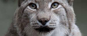 Preview wallpaper lynx, animal, big cat, predator