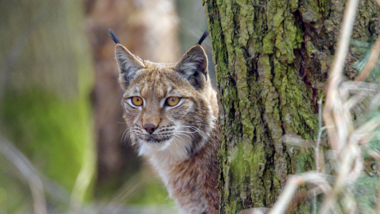 Wallpaper lynx, animal, glance, predator, wildlife