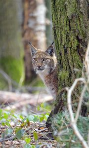 Preview wallpaper lynx, animal, glance, predator, wildlife