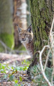 Preview wallpaper lynx, animal, glance, predator, wildlife