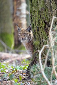 Preview wallpaper lynx, animal, glance, predator, wildlife