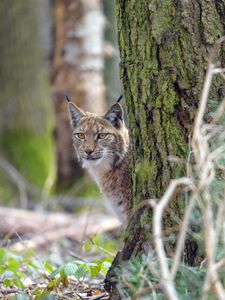 Preview wallpaper lynx, animal, glance, predator, wildlife