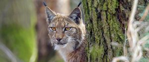 Preview wallpaper lynx, animal, glance, predator, wildlife