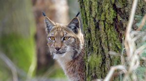 Preview wallpaper lynx, animal, glance, predator, wildlife