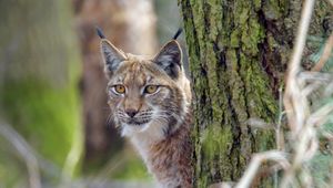 Preview wallpaper lynx, animal, glance, predator, wildlife