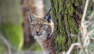 Preview wallpaper lynx, animal, glance, predator, wildlife