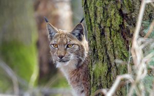 Preview wallpaper lynx, animal, glance, predator, wildlife