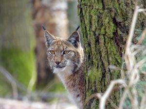 Preview wallpaper lynx, animal, glance, predator, wildlife