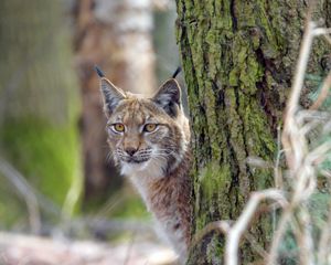 Preview wallpaper lynx, animal, glance, predator, wildlife