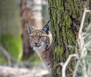 Preview wallpaper lynx, animal, glance, predator, wildlife