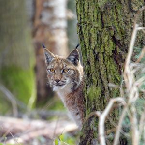 Preview wallpaper lynx, animal, glance, predator, wildlife