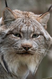 Preview wallpaper lynx, animal, glance, predator