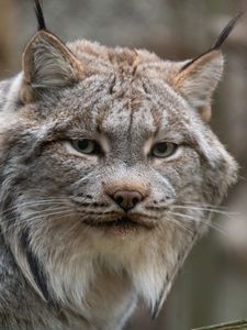 Preview wallpaper lynx, animal, glance, predator