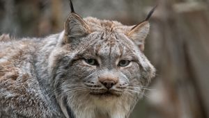 Preview wallpaper lynx, animal, glance, predator