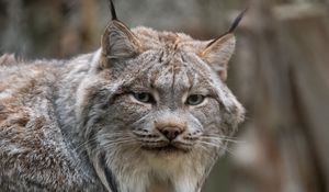 Preview wallpaper lynx, animal, glance, predator