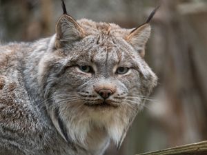 Preview wallpaper lynx, animal, glance, predator