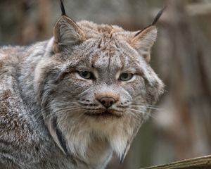 Preview wallpaper lynx, animal, glance, predator