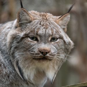 Preview wallpaper lynx, animal, glance, predator