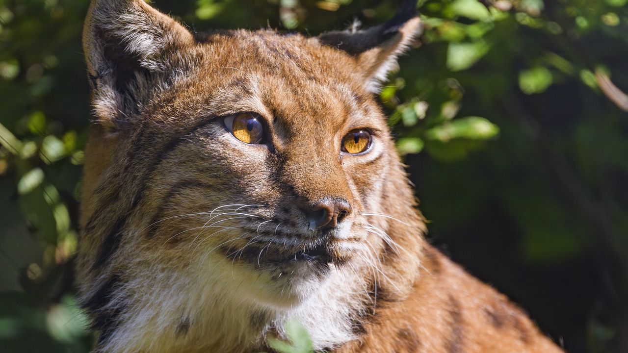 Wallpaper lynx, animal, glance, wildlife