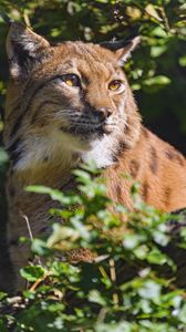 Preview wallpaper lynx, animal, glance, wildlife