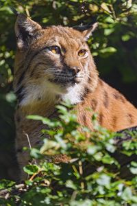 Preview wallpaper lynx, animal, glance, wildlife