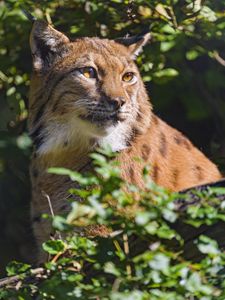 Preview wallpaper lynx, animal, glance, wildlife