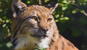 Preview wallpaper lynx, animal, glance, wildlife
