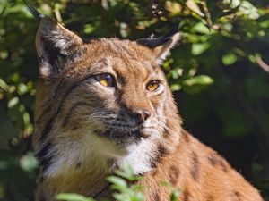 Preview wallpaper lynx, animal, glance, wildlife