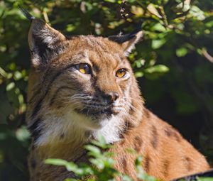 Preview wallpaper lynx, animal, glance, wildlife