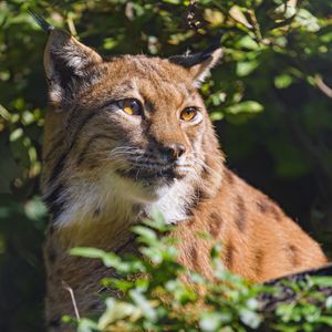 Preview wallpaper lynx, animal, glance, wildlife