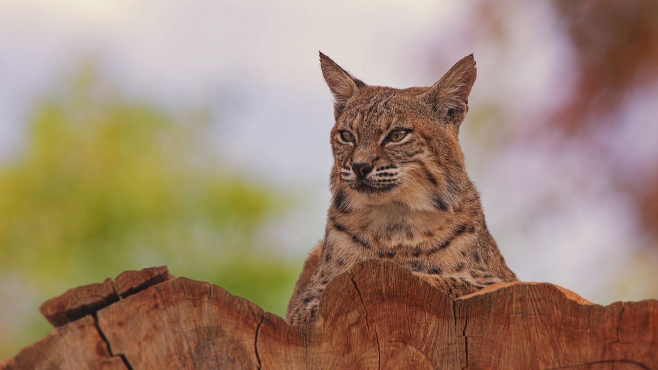 Wallpaper lynx, animal, predator, big cat
