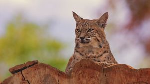 Preview wallpaper lynx, animal, predator, big cat