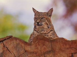 Preview wallpaper lynx, animal, predator, big cat