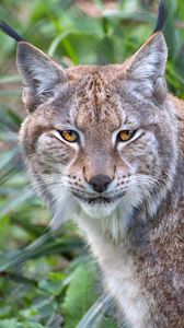Preview wallpaper lynx, animal, predator, big cat, nature