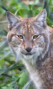 Preview wallpaper lynx, animal, predator, big cat, nature