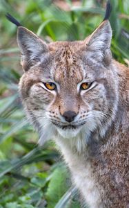 Preview wallpaper lynx, animal, predator, big cat, nature