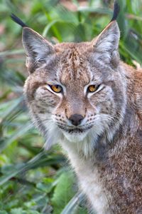 Preview wallpaper lynx, animal, predator, big cat, nature