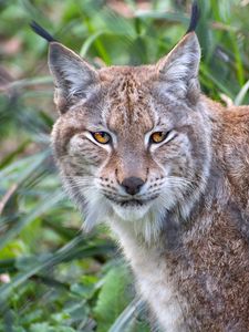 Preview wallpaper lynx, animal, predator, big cat, nature