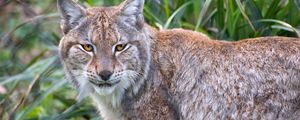Preview wallpaper lynx, animal, predator, big cat, nature