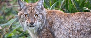 Preview wallpaper lynx, animal, predator, big cat, nature
