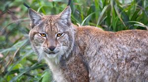 Preview wallpaper lynx, animal, predator, big cat, nature